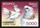10881 - Староминской статный голубь