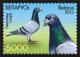 10882 - Почтовый голубь