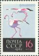 162692 - Фламинго. Печать глубокая, перф. рам. 11 1/2